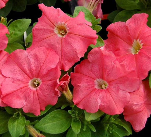 Petunia multiflora 'Mambo GP Salmon' (Hem Genetics)
