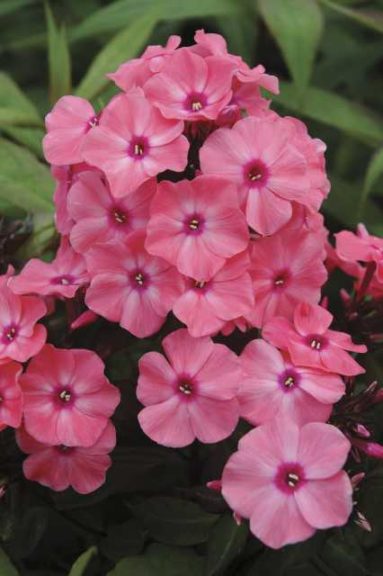 Phlox 'Coral Crème Drop' (Bailey Nurseries)