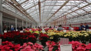 Managing Whiteflies in Poinsettias Using Biological Control Agents