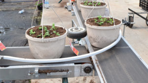 New Conveyors and Benches Help Move Plants More Efficiently in the Greenhouse