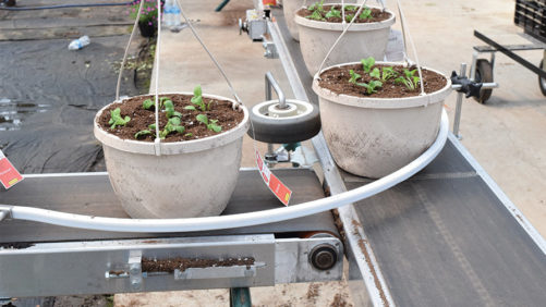 New Conveyors and Benches Help Move Plants More Efficiently in the Greenhouse