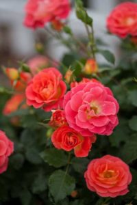 Rosa 'Easy Elegance Coral Cove' (Bailey Nurseries)