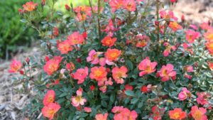 More Coral-Themed Plant Varieties That Can Make a Splash at Your Greenhouse