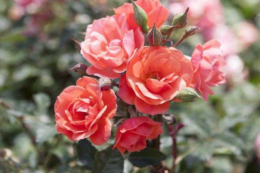 Rose 'Coral Knock-Out' (Star Roses and Plants)