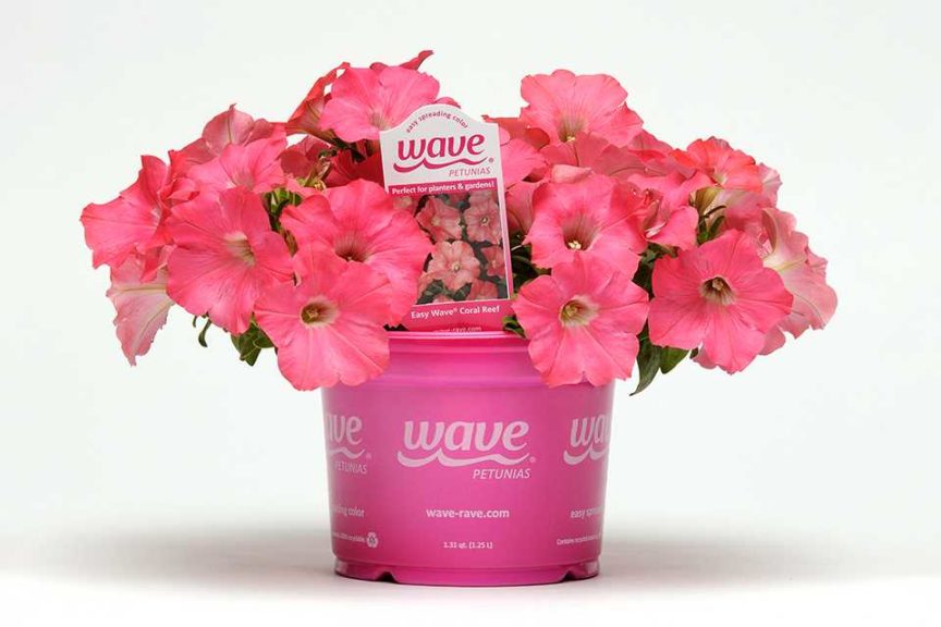Spreading Petunia 'Easy Wave Coral Reef' (PanAmerican Seed)