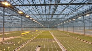 Tips on Winter Plant Care in the Greenhouse