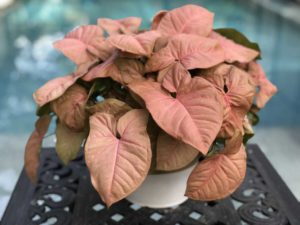 Syngonium 'Coral' (AgriStarts)