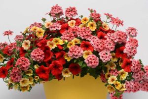 Trixi 'Who Knew Orleans' (Selecta One)