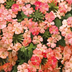 Verbena 'Superbena Royale Peachy Keen' (Proven Winners)