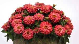 Four Plant and Garden Trends to Watch in 2019