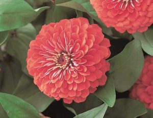 Zinnia 'Dreamland Coral' (American Takii)