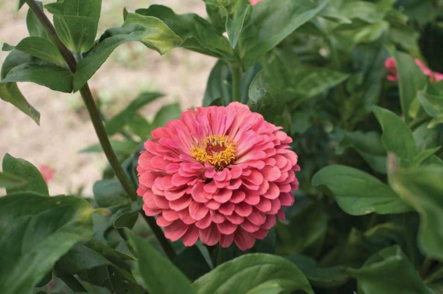 Zinnia 'Giant Coral' (Benary/Johnny's Selected Seeds)