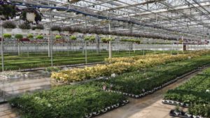 Upcoming Course Helps Improve Your Greenhouse Production Cost Forecasting Skills