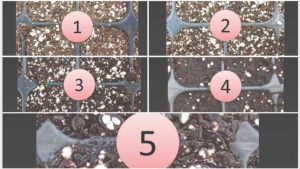 Ways to Balance Air and Water in Plant Propagation Cells