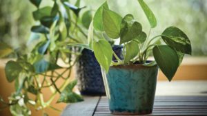 Greenhouse Growers Unite to Promote Benefits of Plants While Sheltering in Place