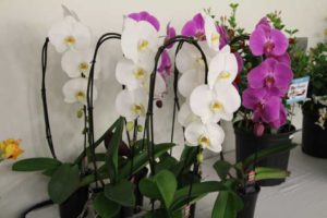 5-inch Cascading Phalaenopsis Orchid (CosMic Plants Inc.)