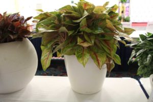 Aglaonema ‘Golden Fluorite’ (Costa Farms)