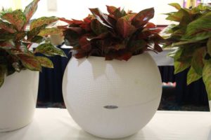 Aglaonema ‘Magical Stardust’ (Costa Farms)