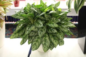 Aglaonema ‘Mini Silver Queen’ (Costa Farms)