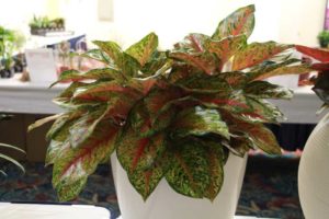 Aglaonema ‘Rainforest Sunset’ (Costa Farms)