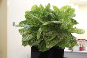 Aglaonema ‘White Caps’ (Costa Farms)