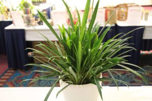 Aglaonema ‘Wizard’s Wand’ (Costa Farms)