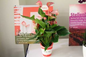 Anthurium andreanum ‘Livium’