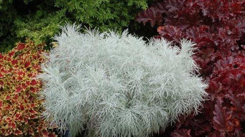 Terra Nova Varieties Excel at Penn State Trials