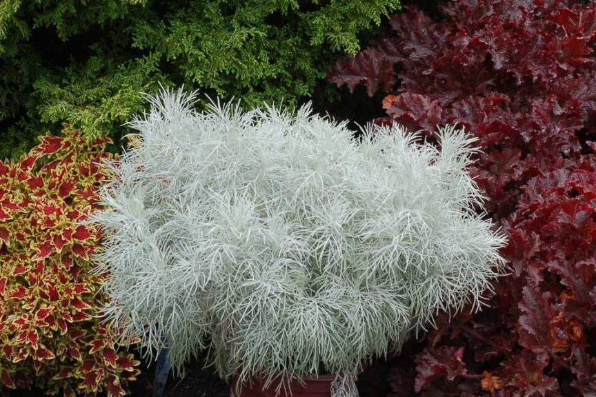 Artemisia 'Makana Silver' (Terra Nova Nurseries)