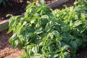 Basil 'Amazel' (Proven Winners)
