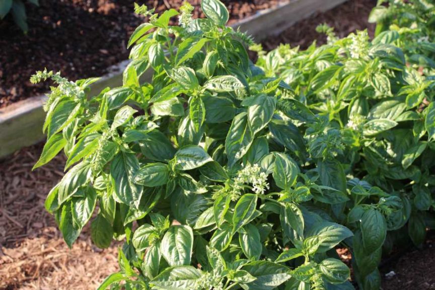 Basil 'Amazel' (Proven Winners)