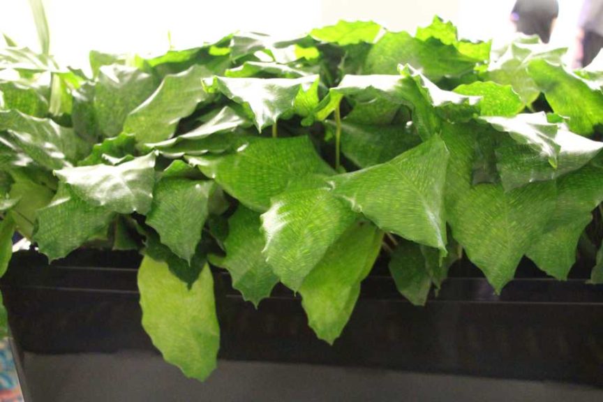 Calathea ‘Network Galaxy’ (Costa Farms)