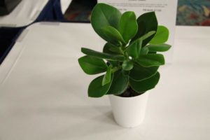 Clusia rosea (Deroose Plants)