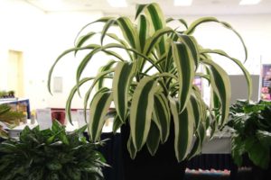 Dracaena ‘White Aspen’ (Costa Farms)