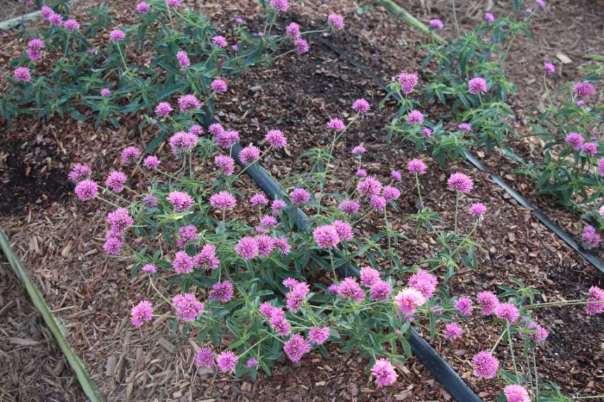 Gomphrena ‘Truffula Pink’ (Proven Winners)