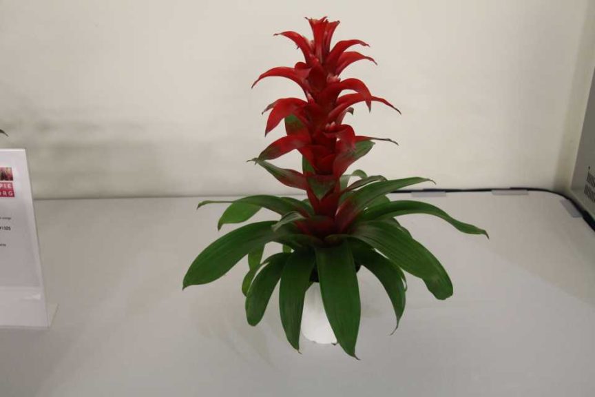 Guzmania ‘Arya’ (Deroose Plants)