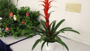 Ag-Tech Company AgriFORCE Expands With Tissue Culture Company Acquisition