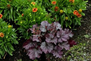 Heuchera 'Northern Exposure Purple' (Terra Nova Nurseries)