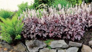 Terra Nova Nurseries Joins ThinkPlants Marketing Initiative