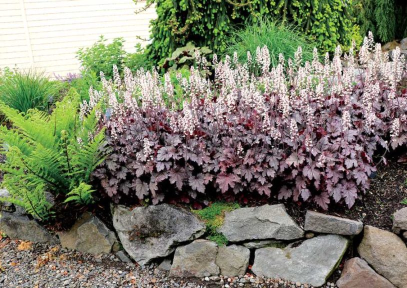 Heucherella 'Plum Cascade' (Terra Nova Nurseries)