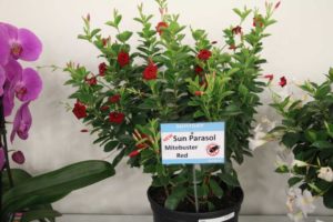 Mandevilla ‘Sun Parasol Mitebuster Red’ (Sun-Fire Nurseries/Sun Parasol)