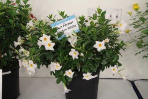 Mandevilla ‘Sunparasol Garden White’ (Sun-Fire Nurseries/Suntory Flowers