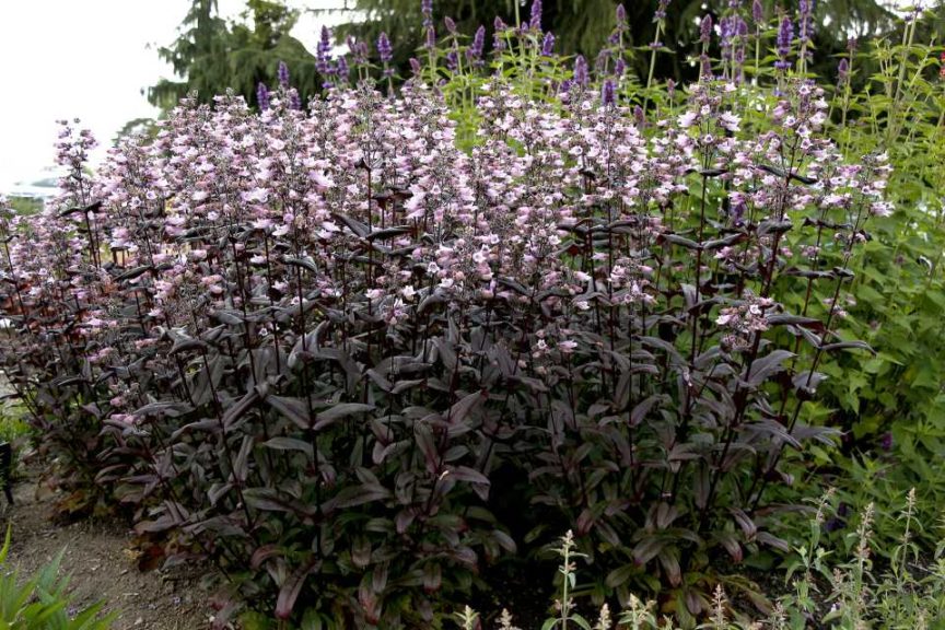 Penstemon 'Dakota Burgundy' (Terra Nova Nurseries)