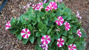 Danziger Varieties Earn Top Honors Overseas