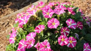 Major Flower Breeder Pulls Out of 2021 California Summer Trials