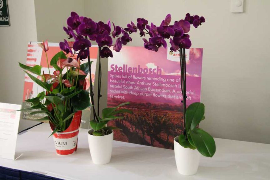 Phalaenopsis ‘Stellenbosch’ (Anthura)