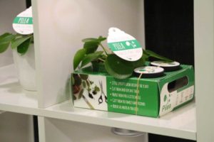 Pilea Pass-It-On Plant From Harster Greenhouses