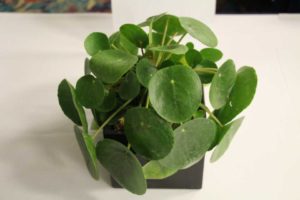 Pilea peperomioides (ForeMost Co.)