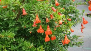 Proven Winners ColorChoice Shrubs Receive Green Thumb Awards