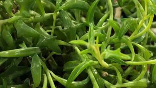 15 Products Grower-Retailers Loved at TPIE 2019